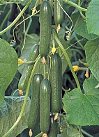 Pugar F1