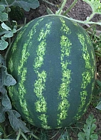 Acar F1