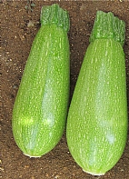 Selvi F1