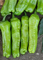 Mazamort