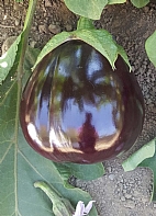 Topan 374