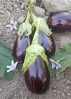 Adana