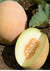 Kavun