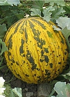 Dalaman