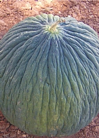 Hasanbey