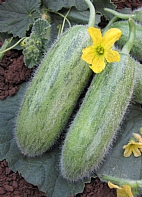 Karadibek