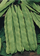 Safiye